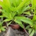 假龙头芝麻花
