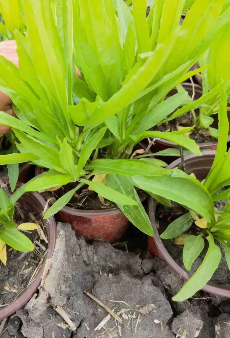 假龙头芝麻花