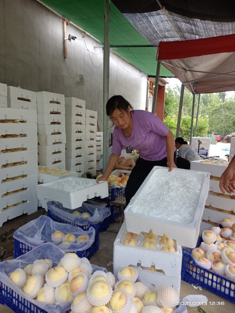 桃子大量上市中，欢迎新老客户前来订购，电话1373095