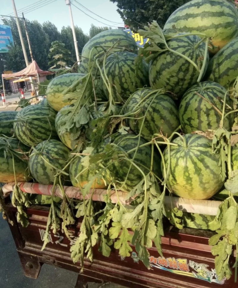 东明县西瓜产区冠龙西瓜花长瓜大量上市中欢迎新老客户前来选
