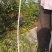 紫珠