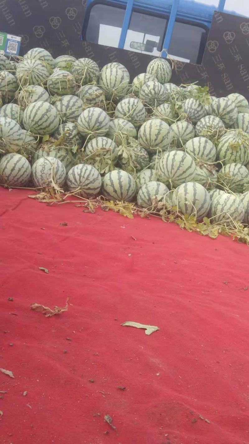 安徽精品西瓜美都西瓜现摘现发代发全国