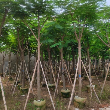 凤凰木
