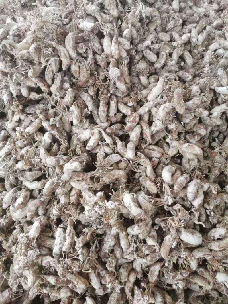 优质金蝉花南方虫草药食两用虫草花冬虫夏草品质保证