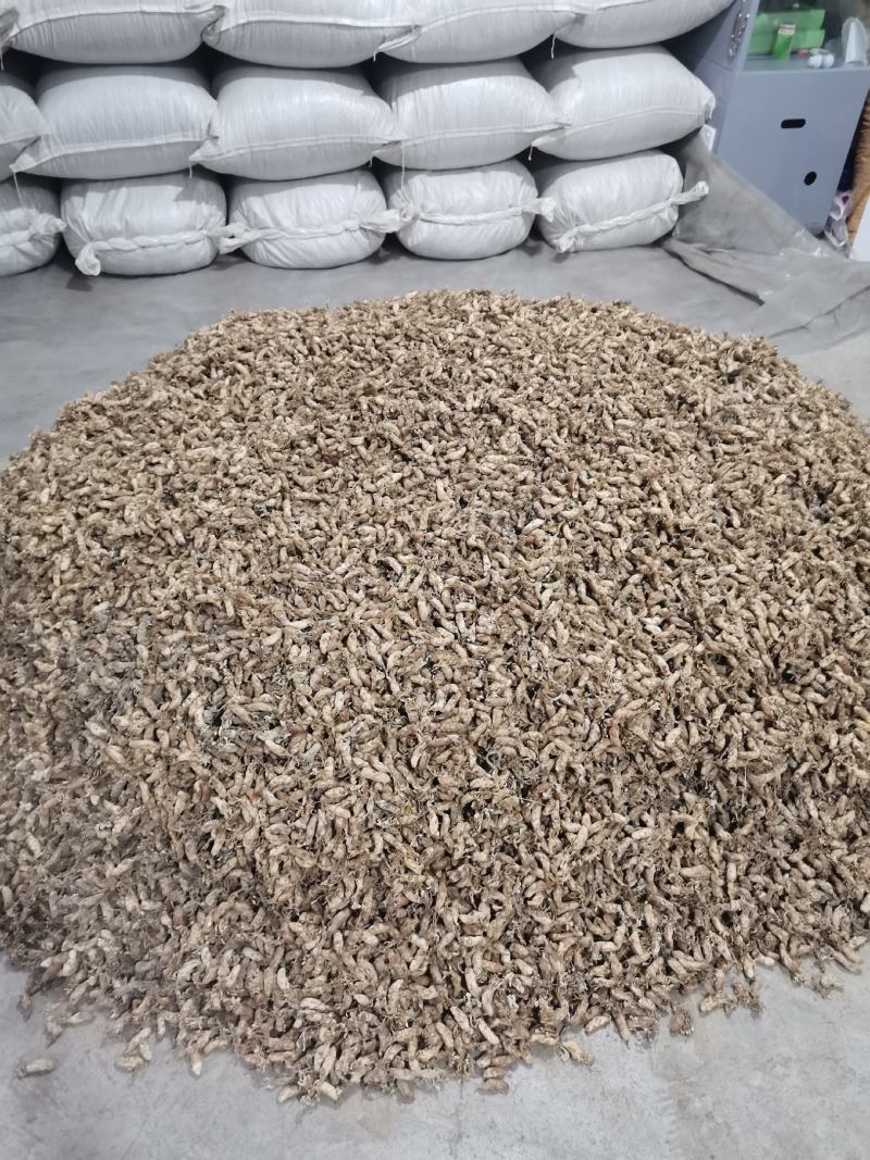 优质金蝉花南方虫草药食两用虫草花冬虫夏草品质保证