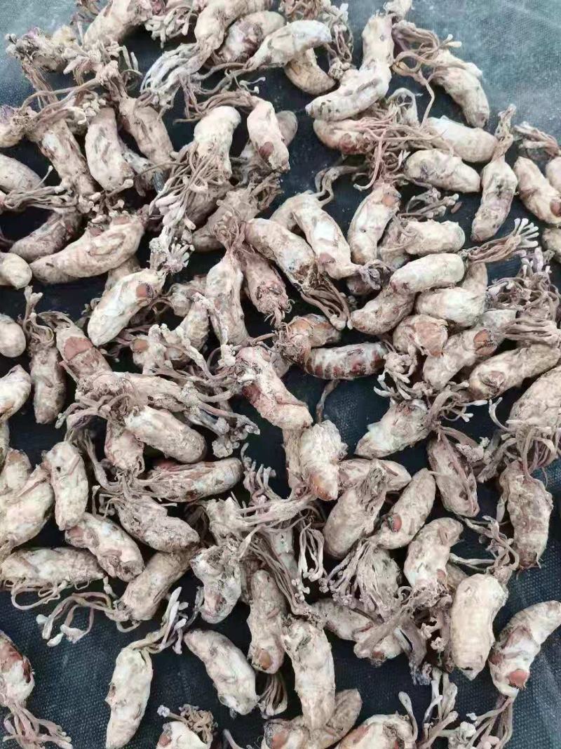 优质金蝉花南方虫草药食两用虫草花冬虫夏草品质保证