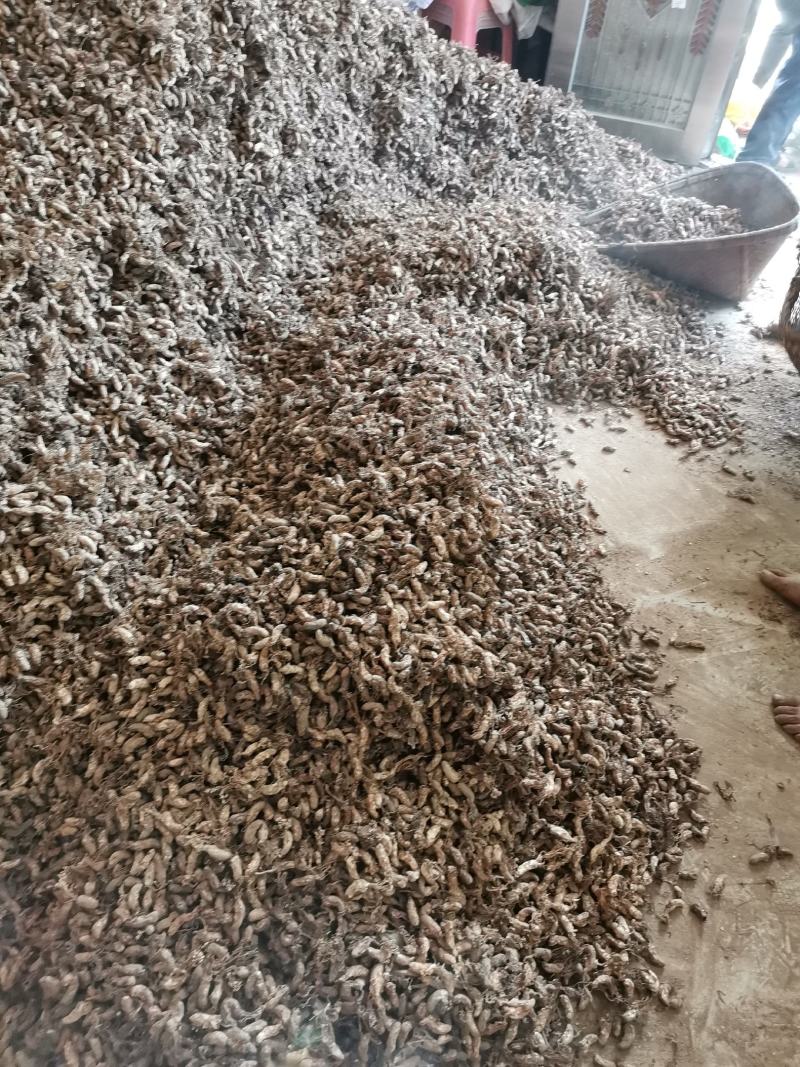 优质金蝉花南方虫草药食两用虫草花冬虫夏草品质保证