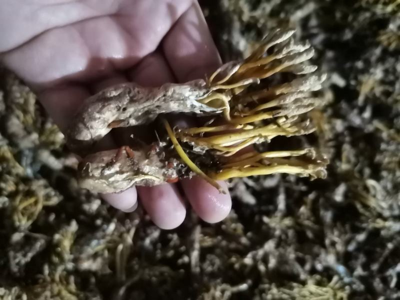 优质金蝉花南方虫草药食两用虫草花冬虫夏草品质保证