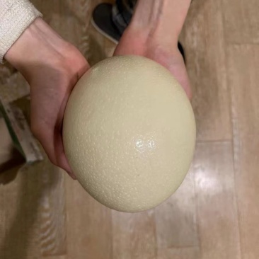 驼鸟蛋