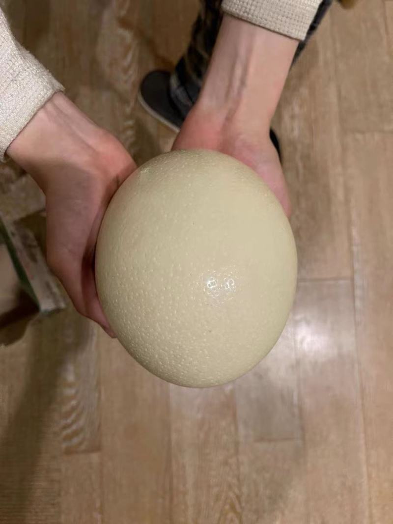 驼鸟蛋