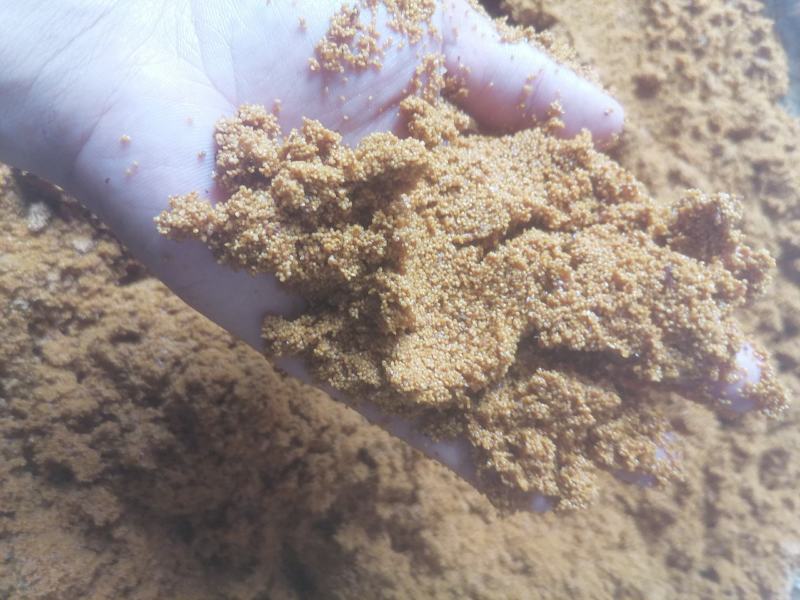 五指毛桃种子