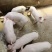 贵州仔猪常年出售二元长白母猪，约克种猪(欢迎各界老板咨)