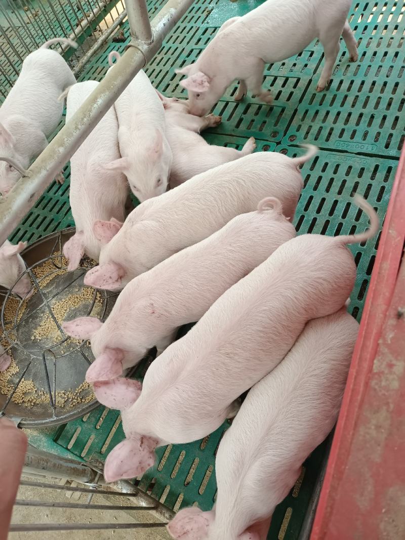 贵州仔猪常年出售二元长白母猪，约克种猪(欢迎各界老板咨)