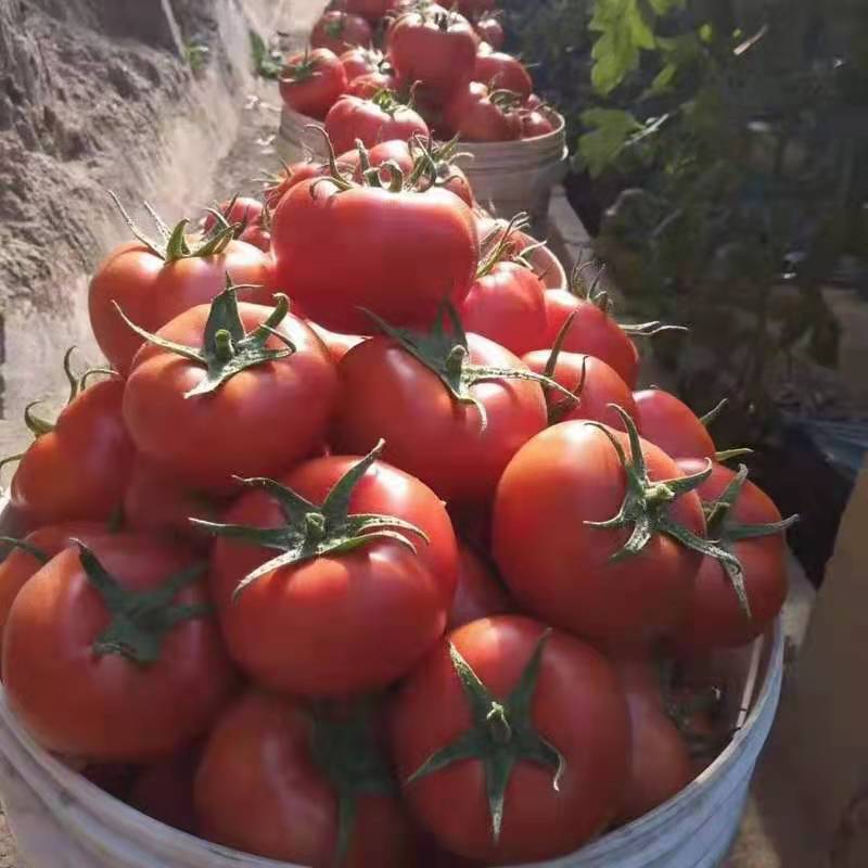 普罗旺斯种子原装进口普罗旺斯种子普罗旺斯西红柿种子
