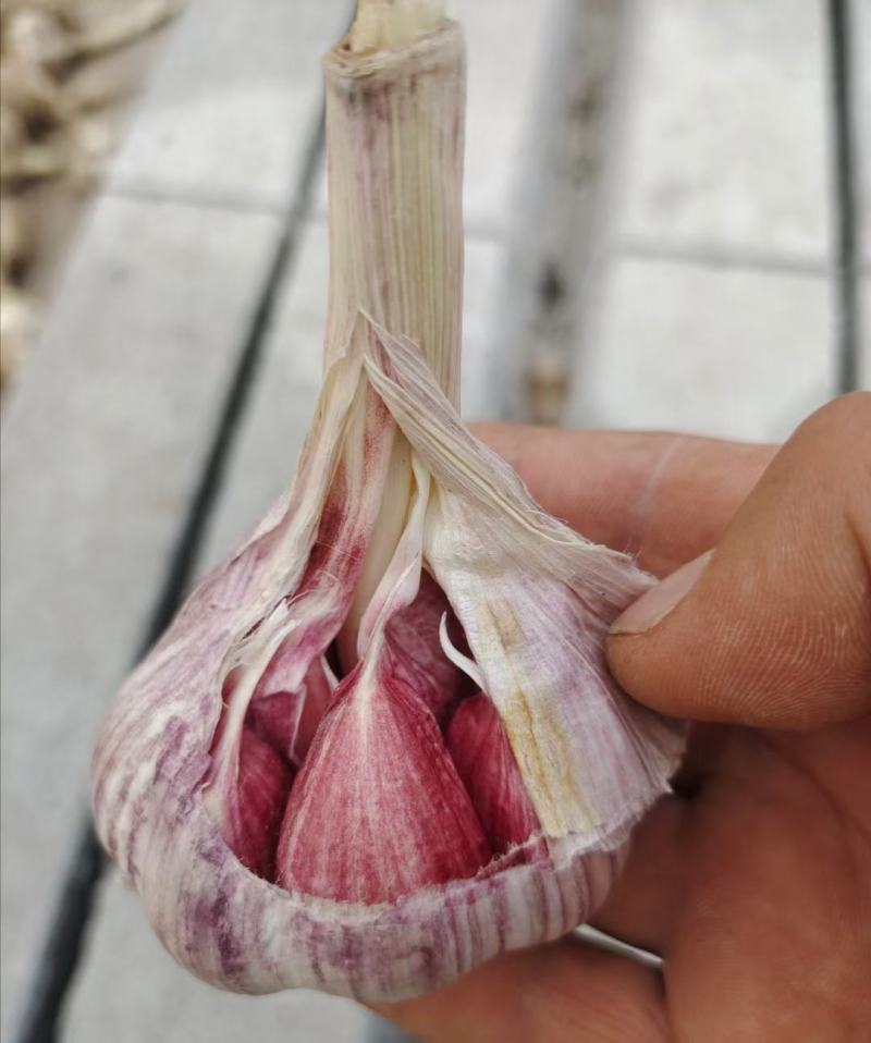 大蒜种子：晨宝蒜乡红晨宝金蒜球早熟高产品质优。