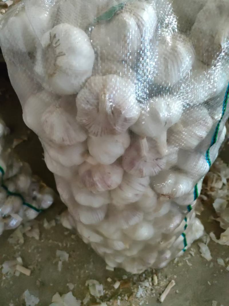 大蒜种子：晨宝蒜乡红晨宝金蒜球早熟高产品质优。