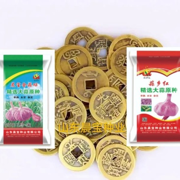 大蒜种子：晨宝蒜乡红晨宝金蒜球早熟高产品质优。