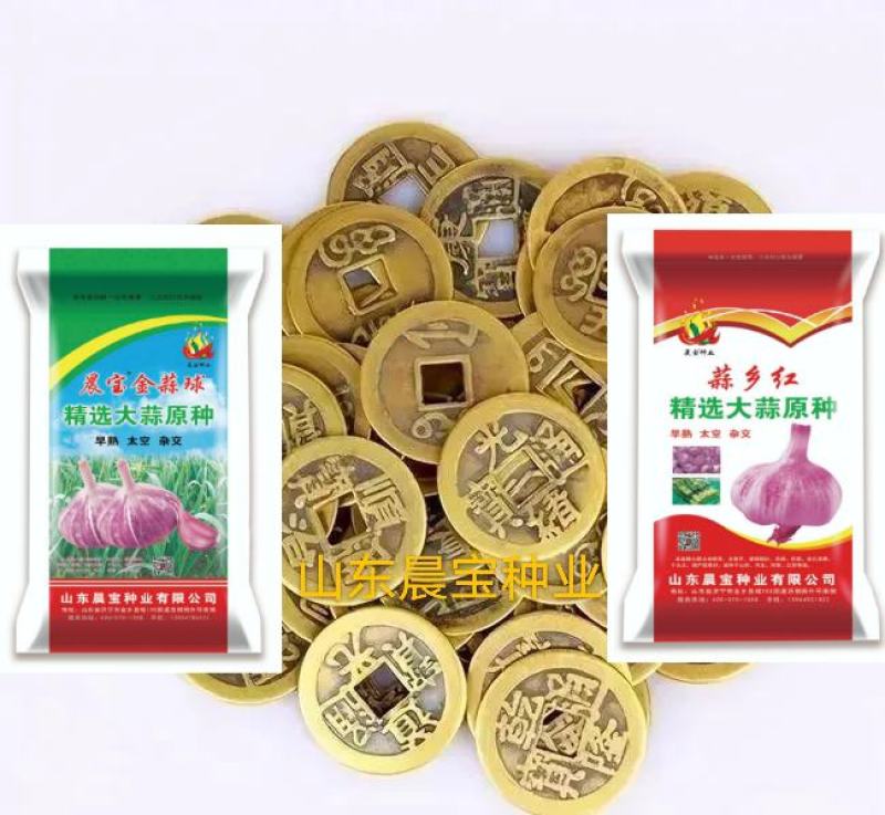 大蒜种子：晨宝蒜乡红晨宝金蒜球早熟高产品质优。