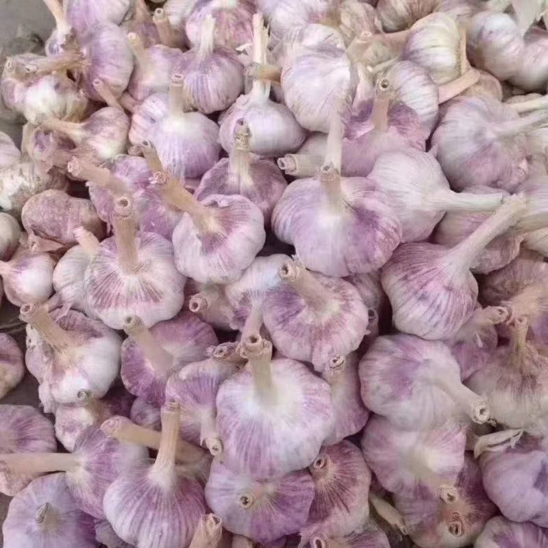大蒜种子：晨宝蒜乡红晨宝金蒜球早熟高产品质优。