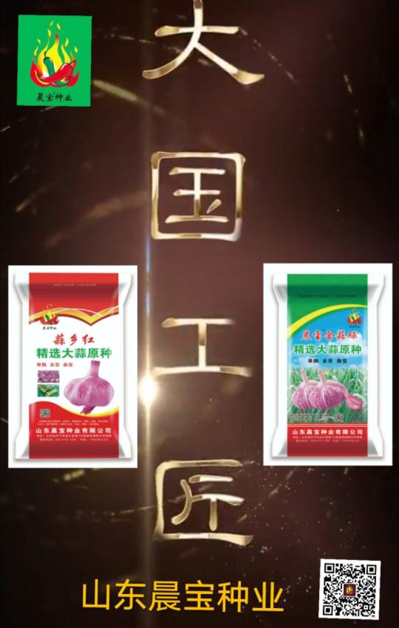 大蒜种子：晨宝蒜乡红晨宝金蒜球早熟高产品质优。