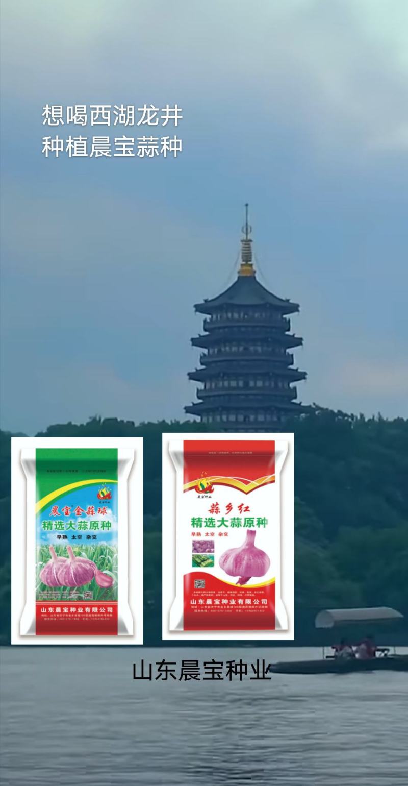 大蒜种子：晨宝蒜乡红晨宝金蒜球早熟高产品质优。