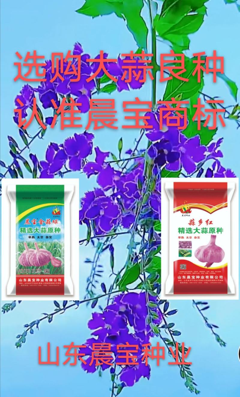 大蒜种子：晨宝蒜乡红晨宝金蒜球早熟高产品质优。