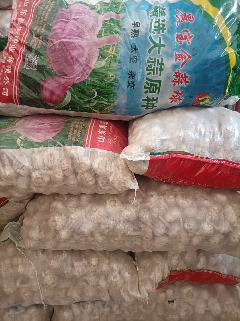大蒜种子：晨宝蒜乡红晨宝金蒜球早熟高产品质优。