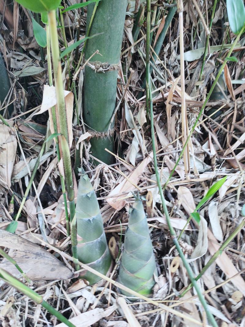 农家原生态竹笋干，原汁原味