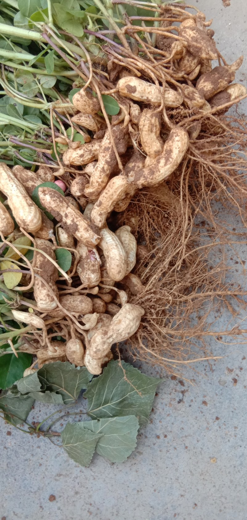 山东四粒红花生上市了，鲜花生带壳，