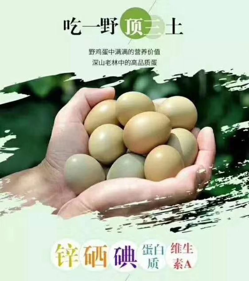 七彩散养野山鸡《白条母鸡》（环颈椎）