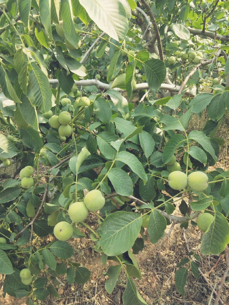 青皮核桃鲜核桃产地大量批发供应规格品种齐全