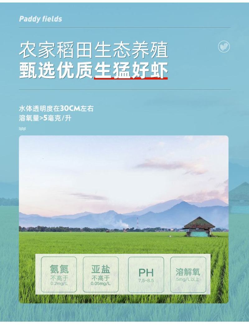 香辣小龙虾虾尾即食熟食潜江特级特大号虾球盒装