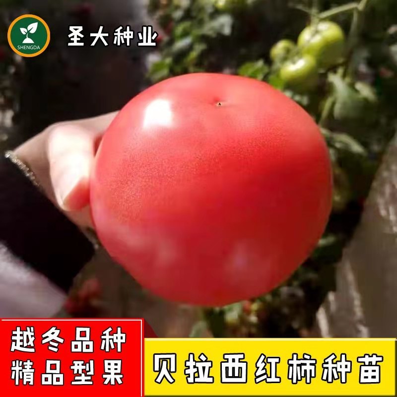 越冬耐寒西红柿种子硬粉西红柿种子石头果番茄品种耐长途运输
