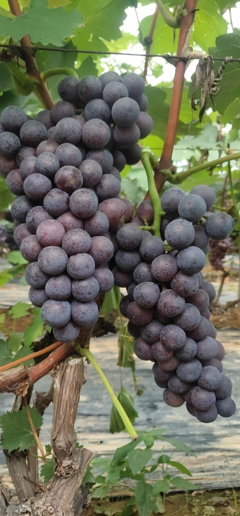 山东临沂费县优质夏黑葡萄大量上市