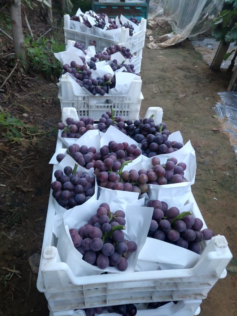 山东临沂费县优质夏黑葡萄大量上市