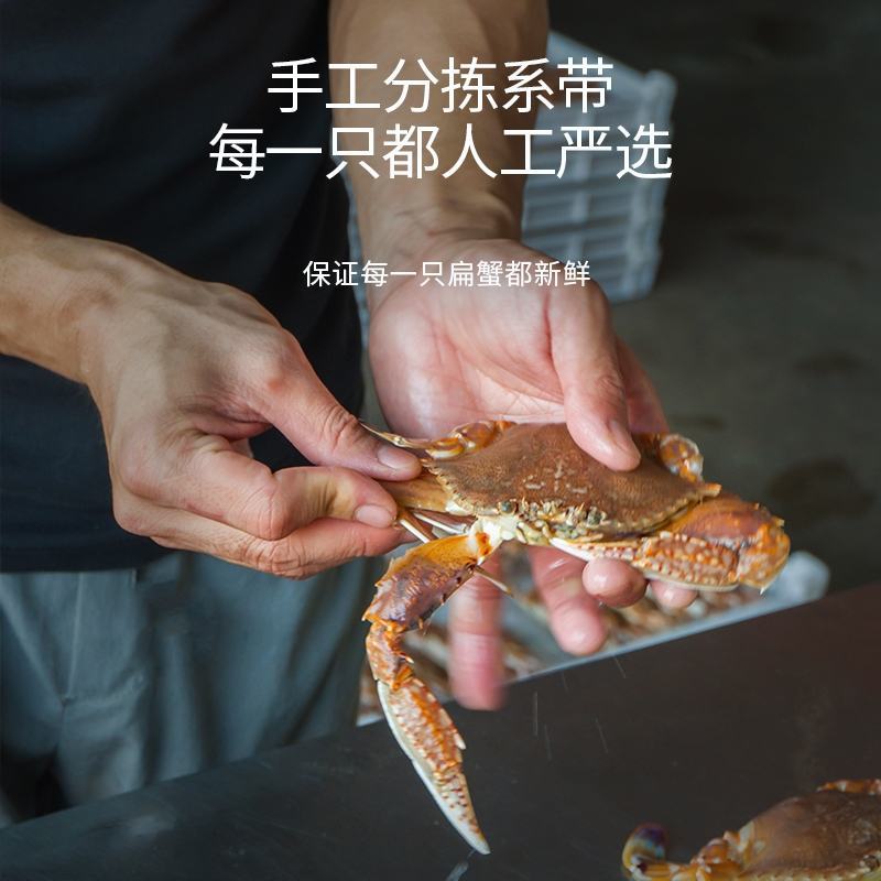 东山岛扁蟹活冻肉蟹大螃蟹花蟹三眼蟹产地直发新鲜到手