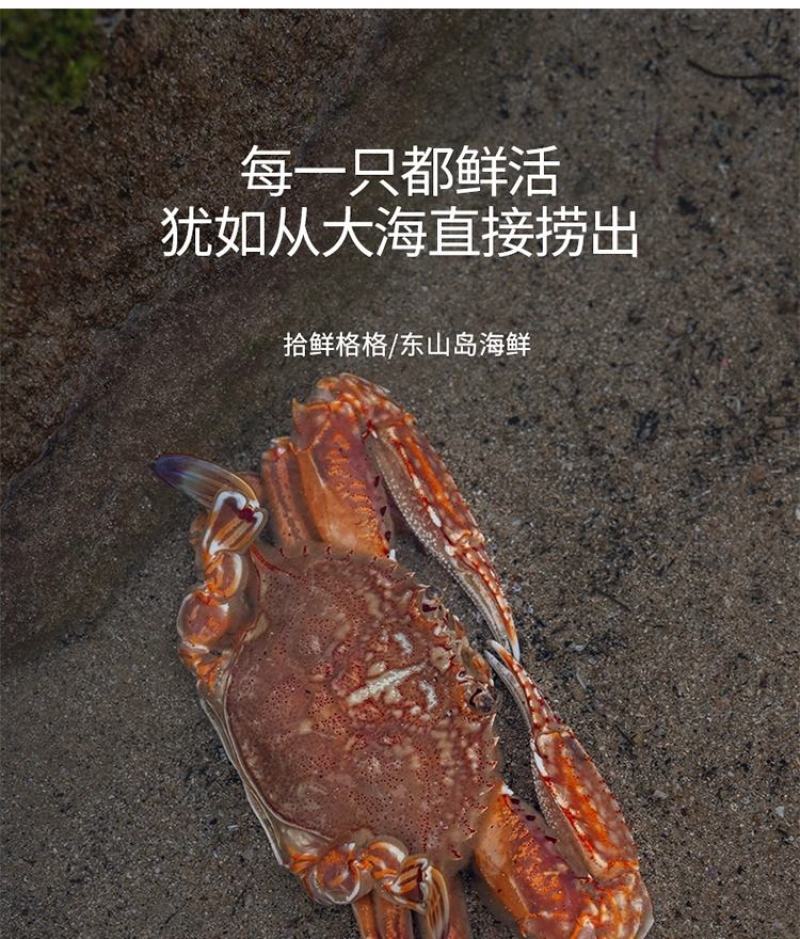 东山岛扁蟹活冻肉蟹大螃蟹花蟹三眼蟹产地直发新鲜到手