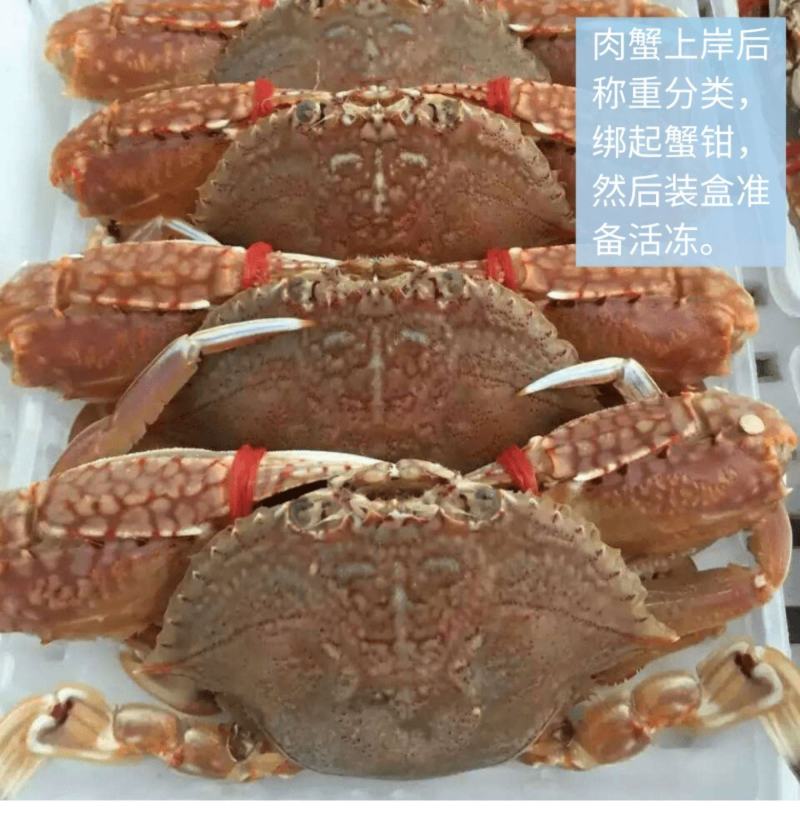东山岛扁蟹活冻肉蟹大螃蟹花蟹三眼蟹产地直发新鲜到手