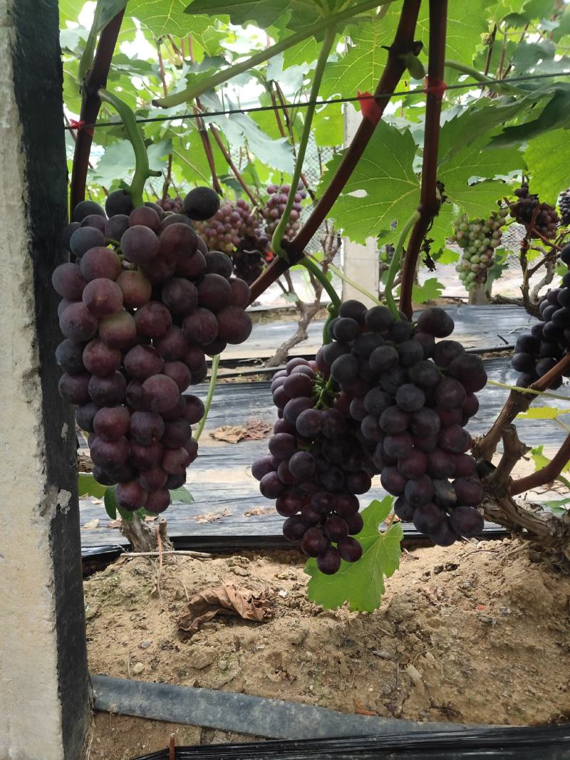 山东临沂费县优质夏黑葡萄大量上市