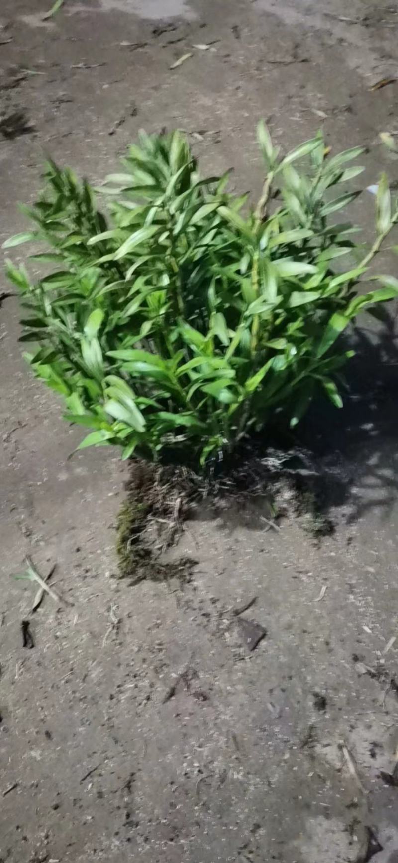 夹江叠鞘石斛一系列产品都有货，有需要的老板可以联系我