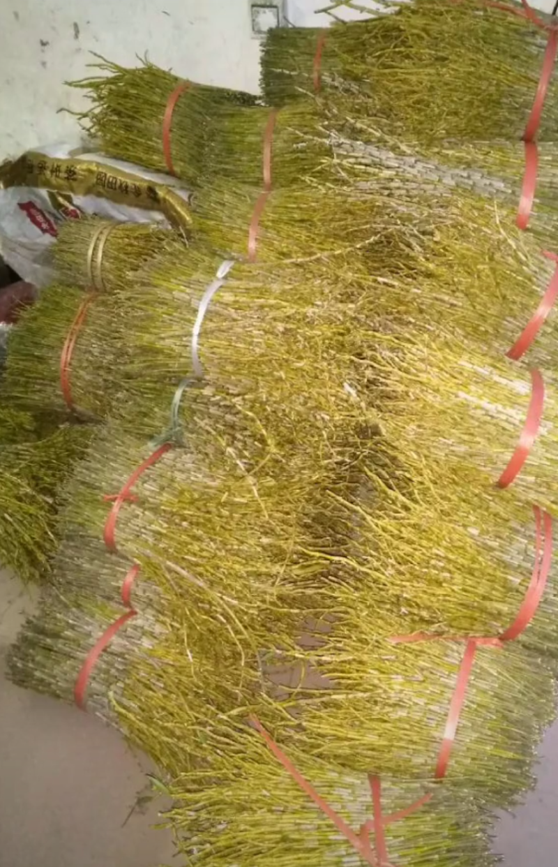 夹江叠鞘石斛一系列产品都有货，有需要的老板可以联系我