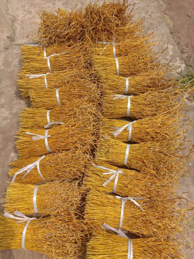 夹江叠鞘石斛一系列产品都有货，有需要的老板可以联系我