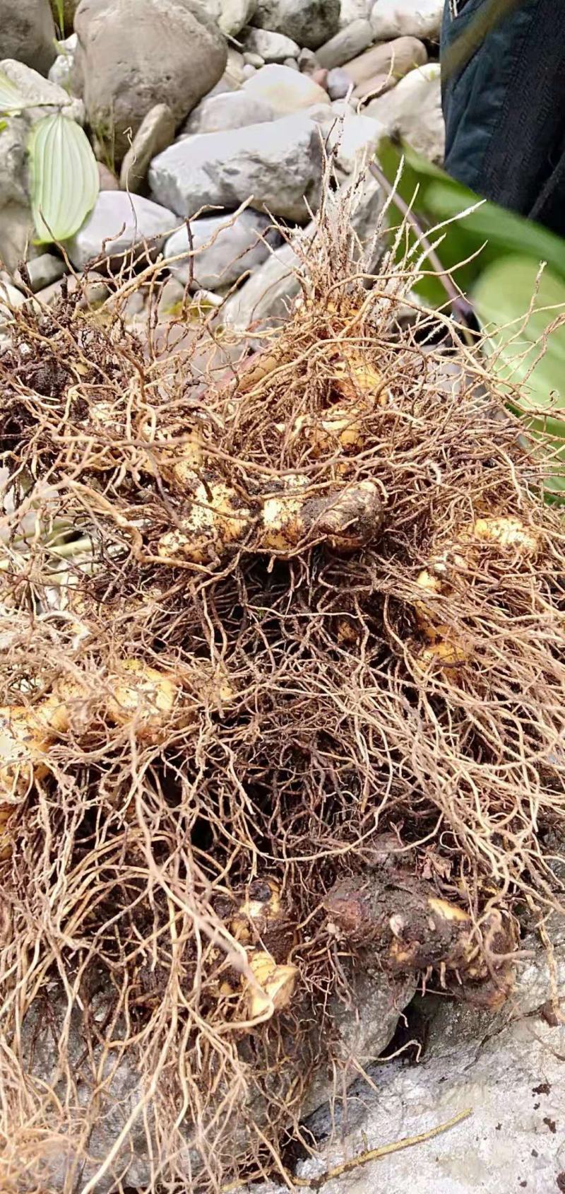 黄精黄精苗根茎保证质量欢迎大家前来咨询选购