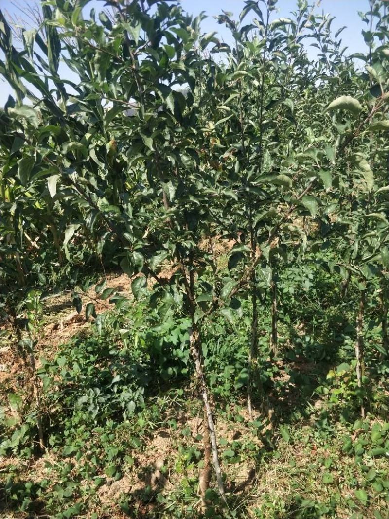 黄金苹果苗枝条，甜苹果苗珍珠油杏苗荷兰苗。甜杏苗