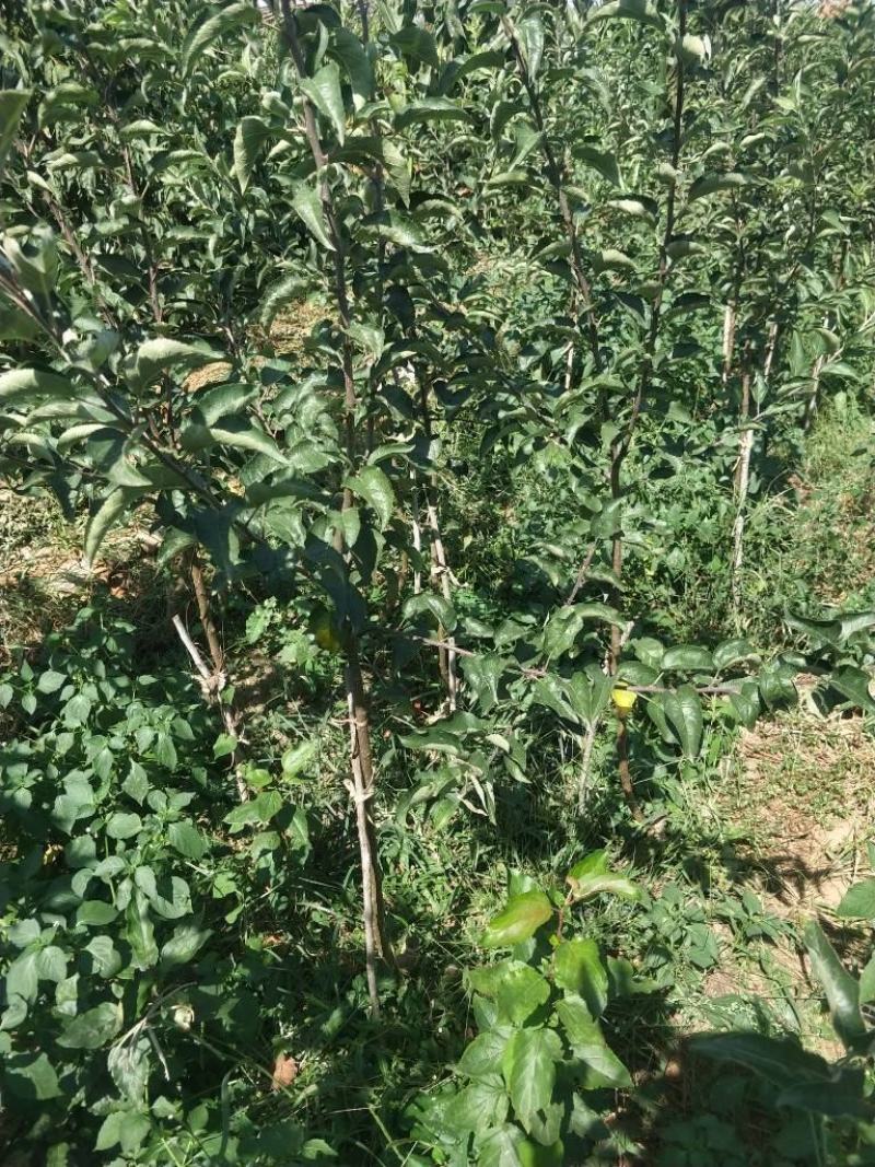 黄金苹果苗枝条，甜苹果苗珍珠油杏苗荷兰苗。甜杏苗