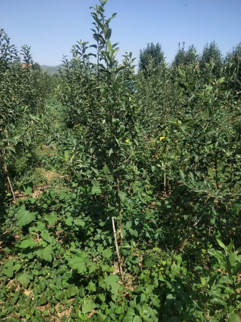 黄金苹果苗枝条，甜苹果苗珍珠油杏苗荷兰苗。甜杏苗
