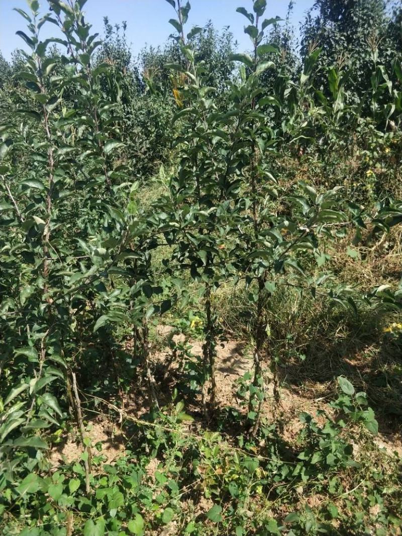 黄金苹果苗枝条，甜苹果苗珍珠油杏苗荷兰苗。甜杏苗