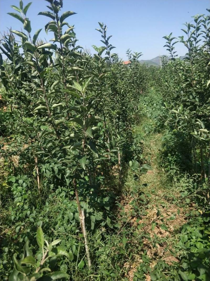 中秋黄苹果苗，金富士黄金苹果苹果苗黄金苹果苗中秋黄金苹果