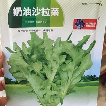 奶油沙拉菜，叶嫩绿色，齿轮状尖形