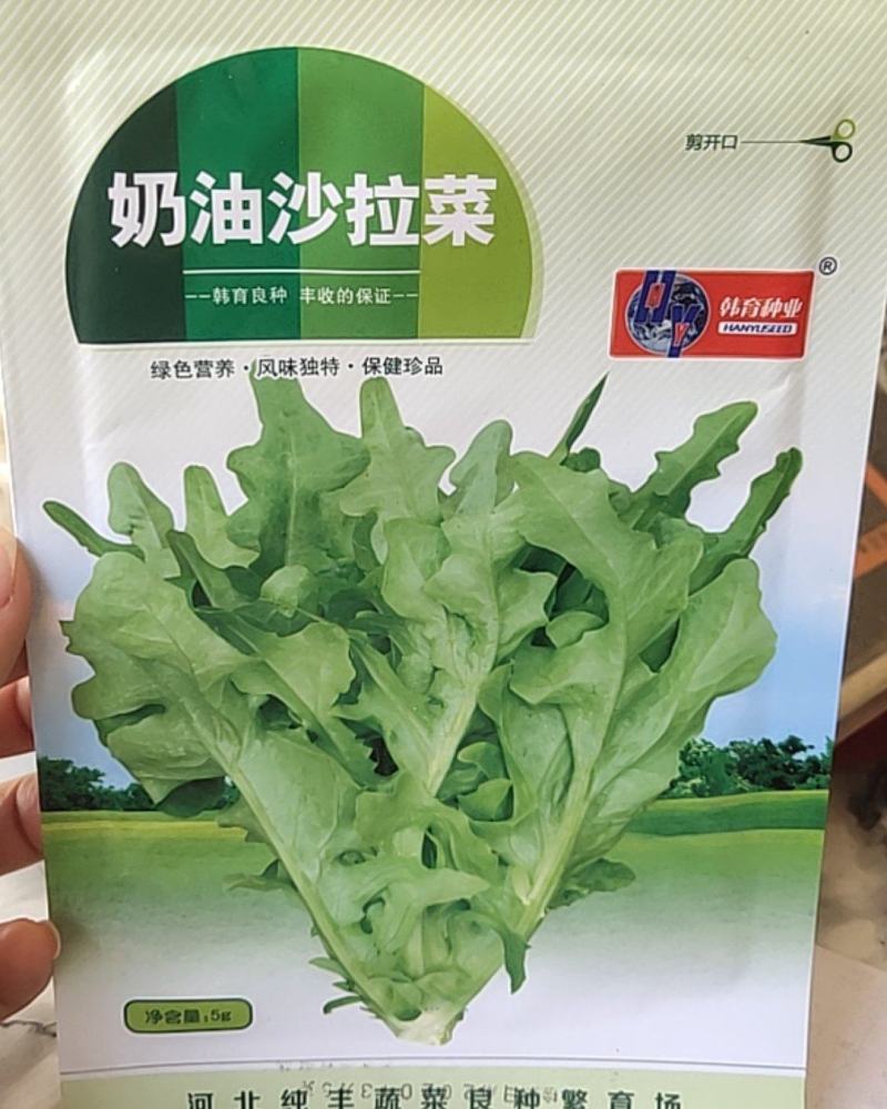 奶油沙拉菜，叶嫩绿色，齿轮状尖形